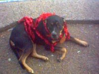 Dog Picture 2